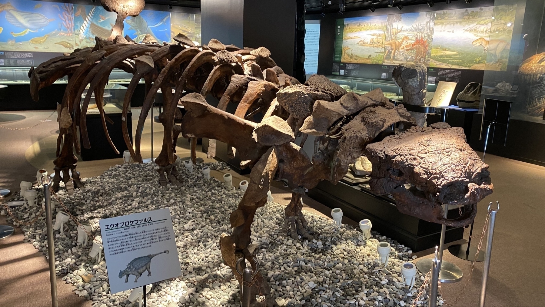 博物館で恐竜の化石